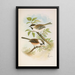 Parus cinctus Parus lugubris - Johann Friedrich Naumann — quadro incorniciato alla parete