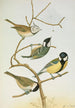 Parus mitratus Parus ater Parus major Parus subpalustris Brm - Johann Friedrich Naumann — Ansicht des Kunstwerks