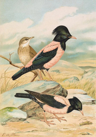 Johann Friedrich Naumann - Pastor roseus.webp