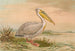 Pélican blanc - Johann Friedrich Naumann — vista dell’opera