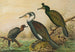 Phalacrocorax carbo, Phalacrocorax graculus, Phalacrocorax pygmaeus - Johann Friedrich Naumann — vista dell’opera