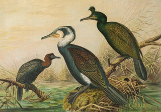 Johann Friedrich Naumann - Phalacrocorax carbo Phalacrocorax graculus Phalacrocorax pygmaeus.webp