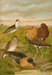Philomachus pugnax - Johann Friedrich Naumann — vista dell’opera