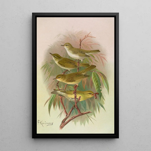 Johann Friedrich Naumann - Phylloscopus Bonnellii coronatus trochilus sibilator.webp