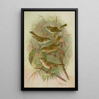 Johann Friedrich Naumann - Phylloscopus proregulus superciliosus rufus tristis Blyth.webp