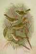 Phylloscopus proregulus superciliosus rufus tristis Blyth - Johann Friedrich Naumann — vista dell’opera