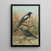 Pica pica Lycus monedula - Johann Friedrich Naumann — framed artwork on a wall