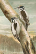 Picoides tridactylus - Johann Friedrich Naumann — Ansicht des Kunstwerks