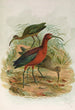 Plegadis falcinellus - Johann Friedrich Naumann — Ansicht des Kunstwerks