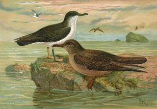 Johann Friedrich Naumann - Puffinus puffinus Brunn Puffinus griseus.webp