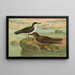Puffinus puffinus Brunn Puffinus griseus - Johann Friedrich Naumann — gerahmtes Bild an der Wand