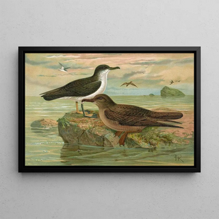Johann Friedrich Naumann - Puffinus puffinus Brunn Puffinus griseus.webp