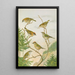 Regulus ignicapillus Regulus regulus - Johann Friedrich Naumann — gerahmtes Bild an der Wand