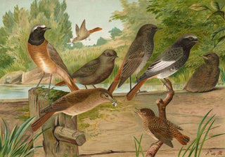 Johann Friedrich Naumann - Ruticilla titys Ruticilla phoenicurus.webp