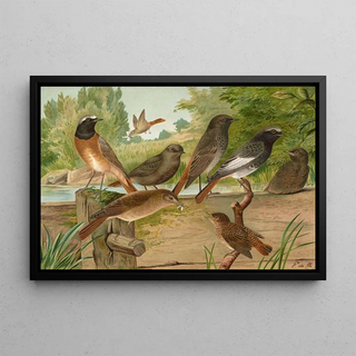 Johann Friedrich Naumann - Ruticilla titys Ruticilla phoenicurus.webp
