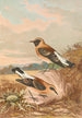 Saxicola stapazina Saxicola aurita - Johann Friedrich Naumann — vista dell’opera