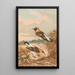 Saxicola stapazina Saxicola aurita - Johann Friedrich Naumann — quadro incorniciato alla parete
