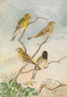 Serinus serinus Serinus pusillus - Johann Friedrich Naumann — Ansicht des Kunstwerks