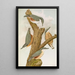 Sitta europaea caesia Sitta europaea L - Johann Friedrich Naumann — gerahmtes Bild an der Wand