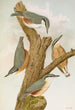 Sitta europaea caesia Sitta europaea L - Johann Friedrich Naumann — Ansicht des Kunstwerks