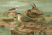 Stercorarius longicaudus Vieill Stercorarius parasiticus - Johann Friedrich Naumann — Ansicht des Kunstwerks