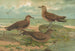 Stercorarius parasiticus Stercorarius pomarinus Großer Labbes Stercorarius longicaudus Vieill - Johann Friedrich Naumann — Ansicht des Kunstwerks