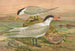 Sterna media Horsf Sterna tschegrava Lepech - Johann Friedrich Naumann — Ansicht des Kunstwerks