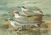 Sterne tschegrava Lepech, Sterne cantiaca Gm, Sterne nilotica Hasselqu - Johann Friedrich Naumann — Ansicht des Kunstwerks
