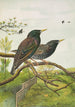 Sturnus vulgaris - Johann Friedrich Naumann — Ansicht des Kunstwerks