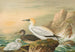 Fou de Bassan - Johann Friedrich Naumann — Ansicht des Kunstwerks