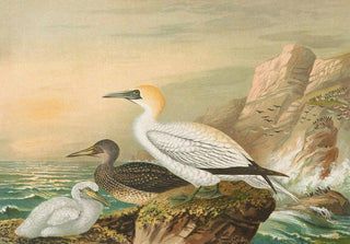 Johann Friedrich Naumann - Sula bassana.webp