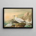 Fou de Bassan - Johann Friedrich Naumann — gerahmtes Bild an der Wand