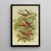 Sylvia curruca sylvia simplex - Johann Friedrich Naumann — gerahmtes Bild an der Wand