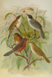 Sylvia melanocephala Sylvia undata Hypolais salicaria - Johann Friedrich Naumann — vista dell’opera