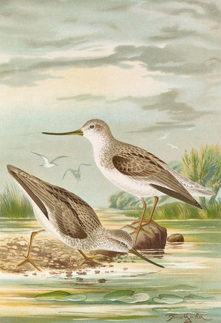 Johann Friedrich Naumann - Terekia cinerea.webp