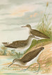 Totanus ochropus Totanus glareola Tringoides hypoleucus - Johann Friedrich Naumann — vista dell’opera