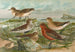 Tringa temminckii Leisl Tringa alpina Tringa subarcuata - Johann Friedrich Naumann — vista dell’opera