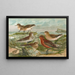Tringa temminckii Leisl Tringa alpina Tringa subarcuata - Johann Friedrich Naumann — quadro incorniciato alla parete