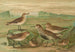 Tringa alpina Schinzi, Tringa minuta Leisl - Johann Friedrich Naumann — Ansicht des Kunstwerks