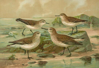Johann Friedrich Naumann - Tringa alpina Tringa alpina Schinzi Tringa minuta Leisl Tringa Temmincki Leisl.webp