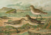 Tringa canutus Tringa subarcuata Tringa maritima Brunn - Johann Friedrich Naumann — vista dell’opera