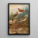Turdus Naumanni - Johann Friedrich Naumann — gerahmtes Bild an der Wand