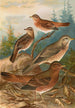 Turdus Naumanni - Johann Friedrich Naumann — Ansicht des Kunstwerks