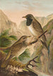 Turdus atrigularis - Johann Friedrich Naumann — vista dell’opera
