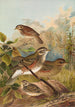 Turdus iliacus - Johann Friedrich Naumann — vista dell’opera
