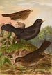 Turdus merula - Johann Friedrich Naumann — vista dell’opera