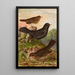 Turdus merula - Johann Friedrich Naumann — quadro incorniciato alla parete