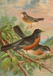 Turdus migratorius - Johann Friedrich Naumann — vista dell’opera
