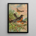 Turdus migratorius - Johann Friedrich Naumann — quadro incorniciato alla parete