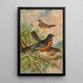 Johann Friedrich Naumann - Turdus migratorius.webp